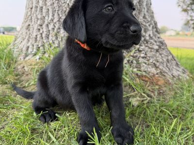 AKC English Lab puppies