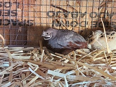 Free Male Button Quail