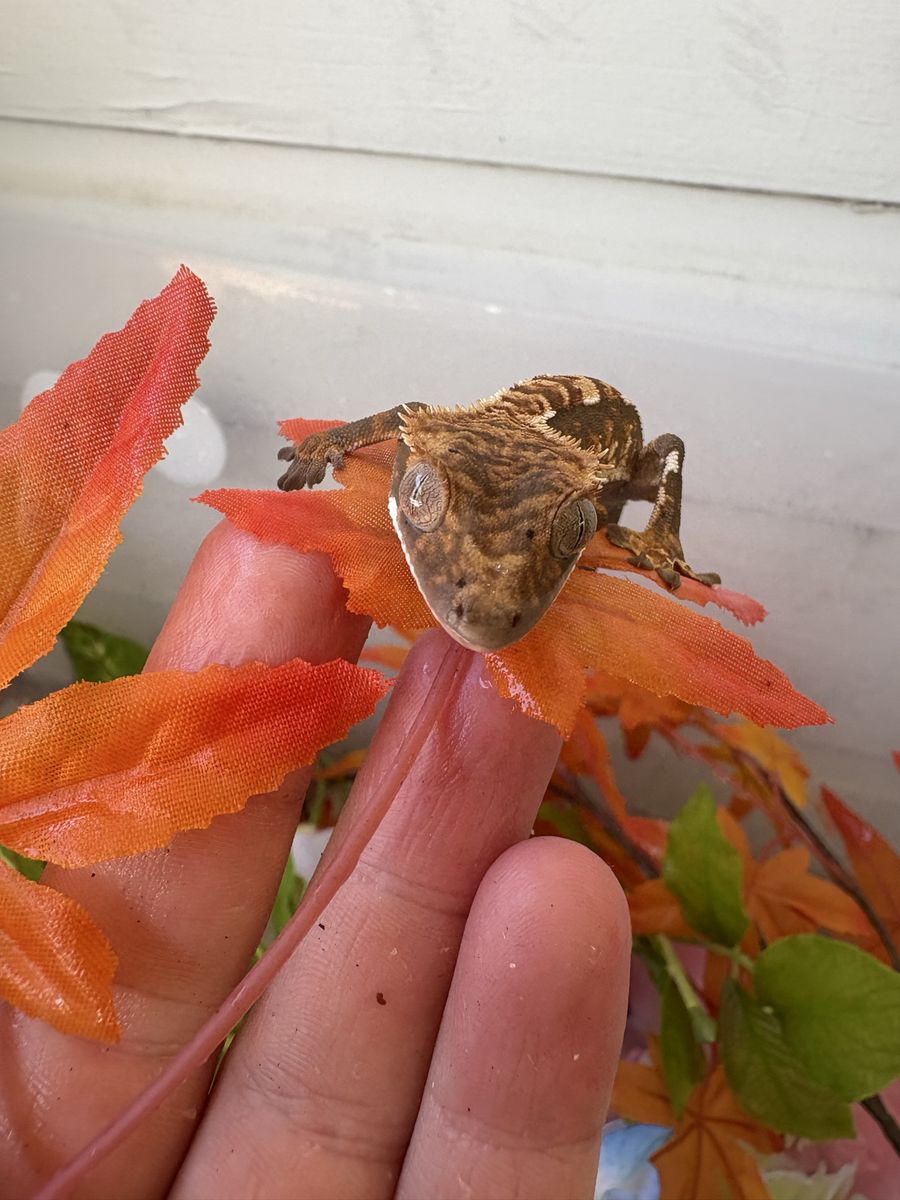 Crested gecko