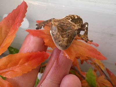 Crested gecko