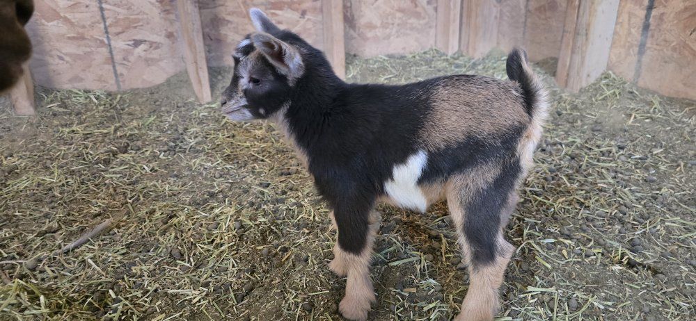 ADGA Nigerian dwarf doeling