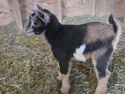 ADGA Nigerian dwarf doeling