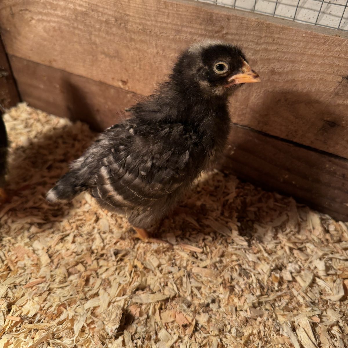 Barred Plymouth Rock chicks