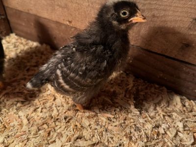 Barred Plymouth Rock chicks