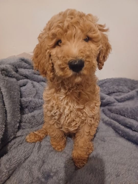 Purebred Standard Poodle Puppys