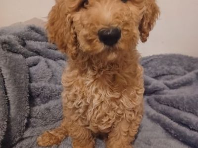 Purebred Standard Poodle Puppys