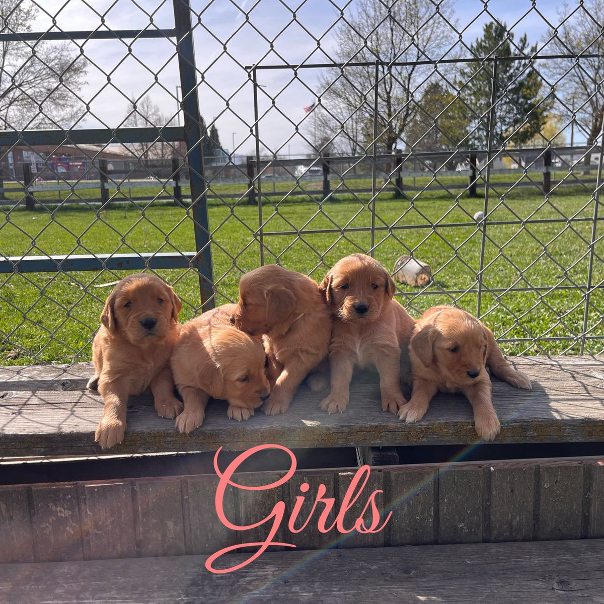 AKC Girl Golden Retrievers