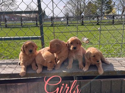AKC Girl Golden Retrievers
