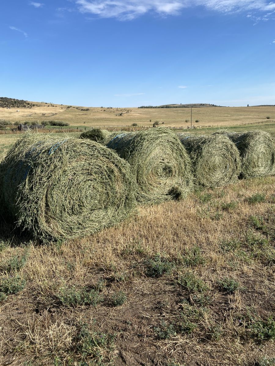 2nd crop alfalfa