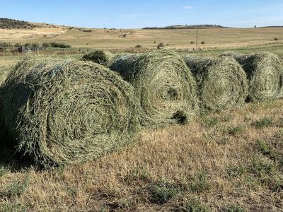 2nd crop alfalfa