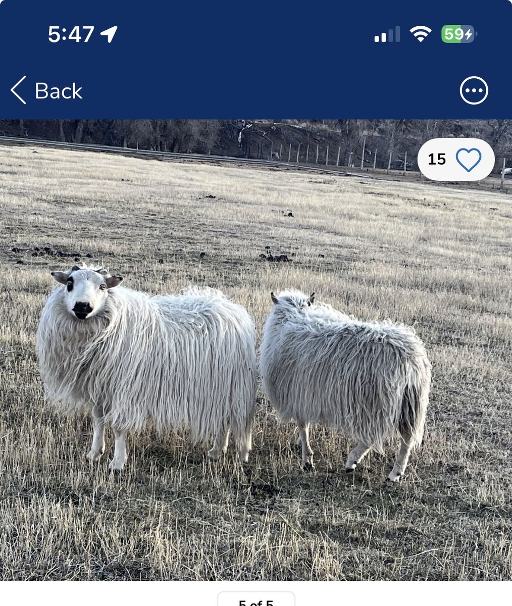 Icelandic sheep , Great Breeder