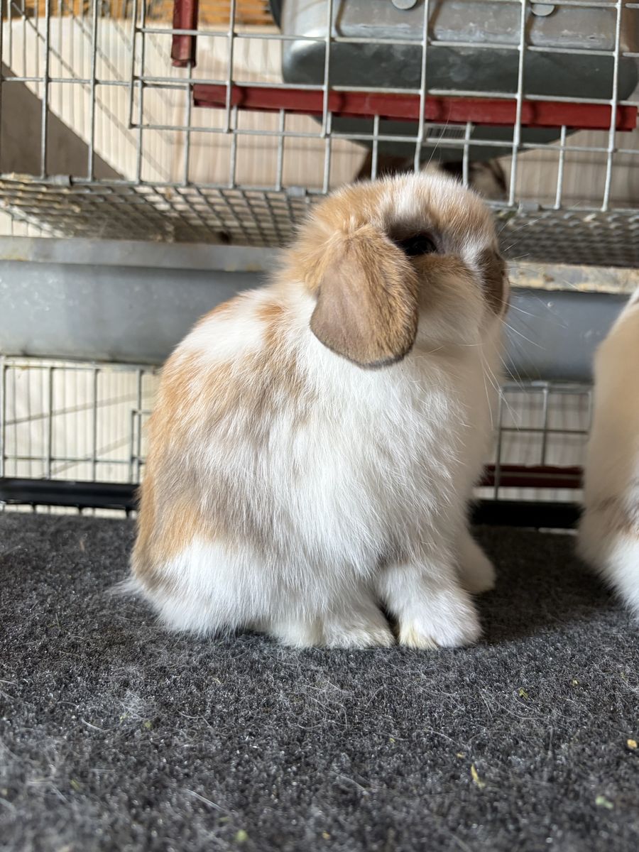 Holland Lop Buck