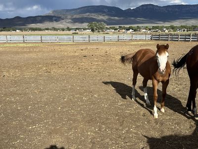 Yearling grade filly