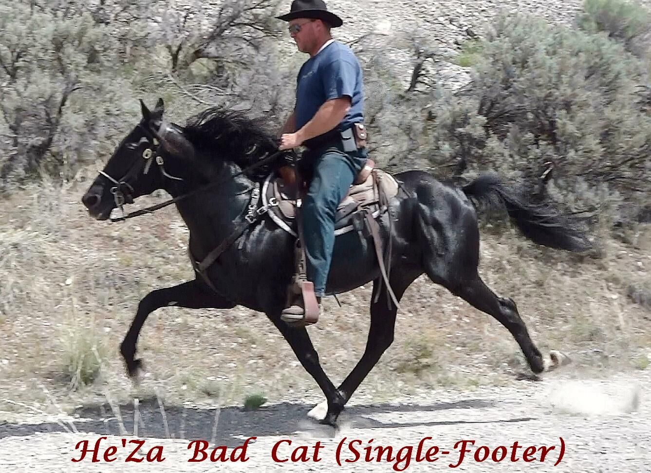 HeZa Bad Cat frozen semen Smooth gaited stallion, glides from 2-30+mph!