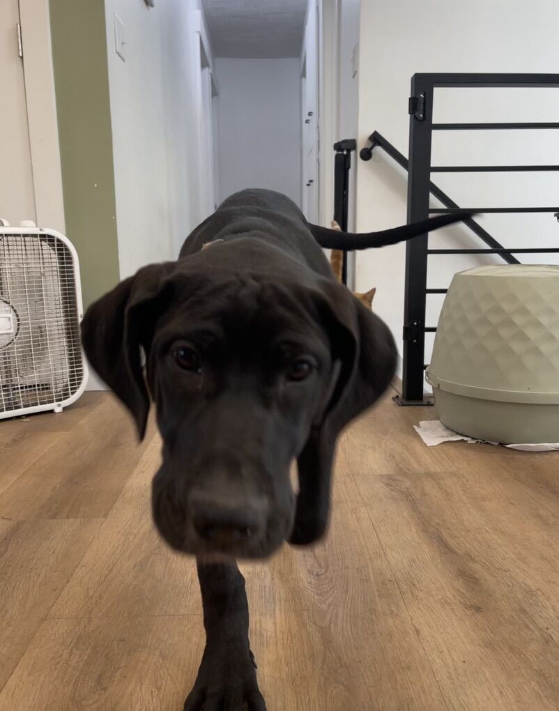 Two Puppies For Sale