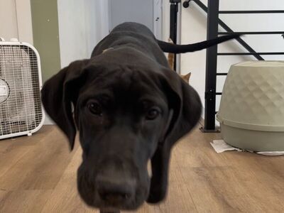 Two Puppies For Sale