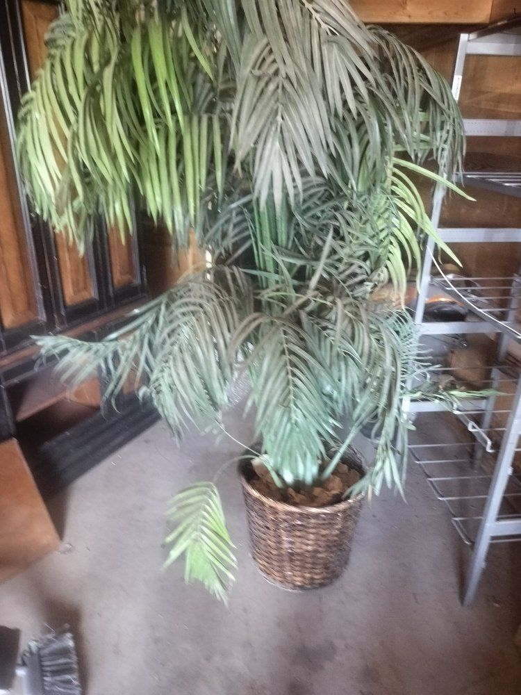 Large Artificial Palm Tree in Woven Basket
