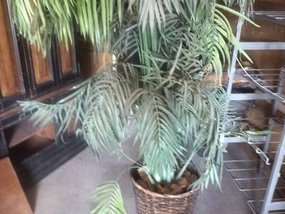 Large Artificial Palm Tree in Woven Basket