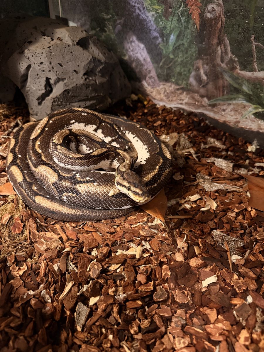 Adult Spider morph ball python male