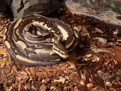 Adult Spider morph ball python male