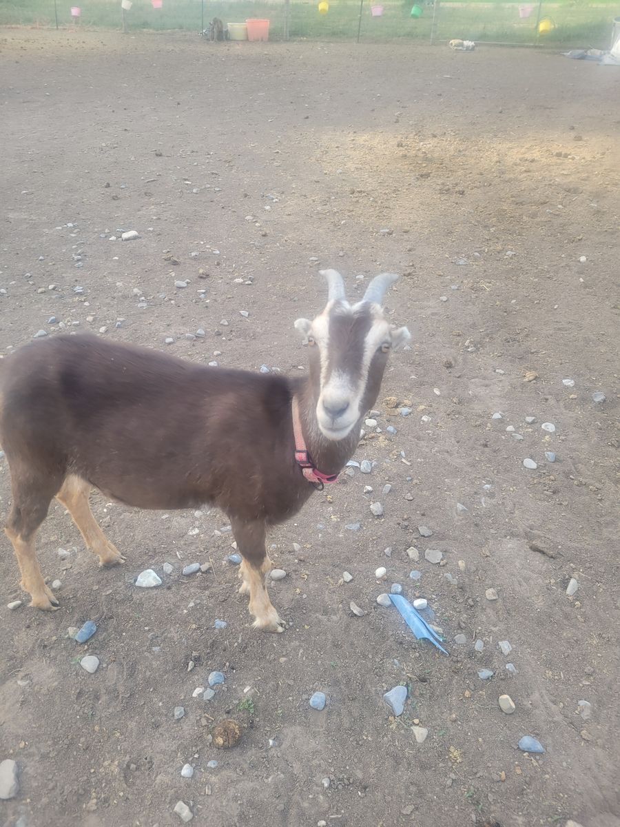 1.5 yr old Lamancha-Nubian pregnant doe