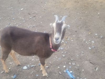 1.5 yr old Lamancha-Nubian pregnant doe