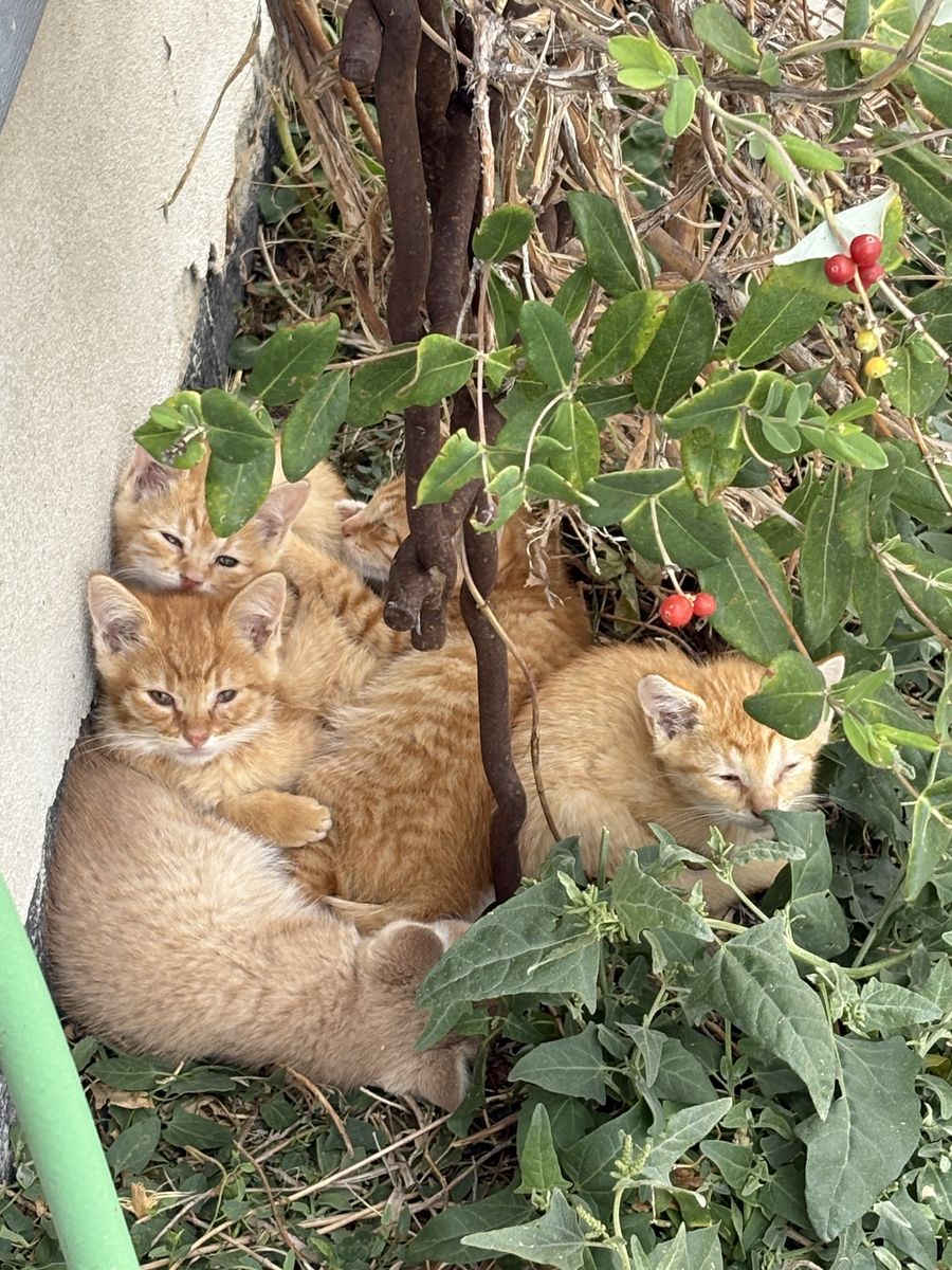 Free Barn Cats and Kittens Free to Good Home