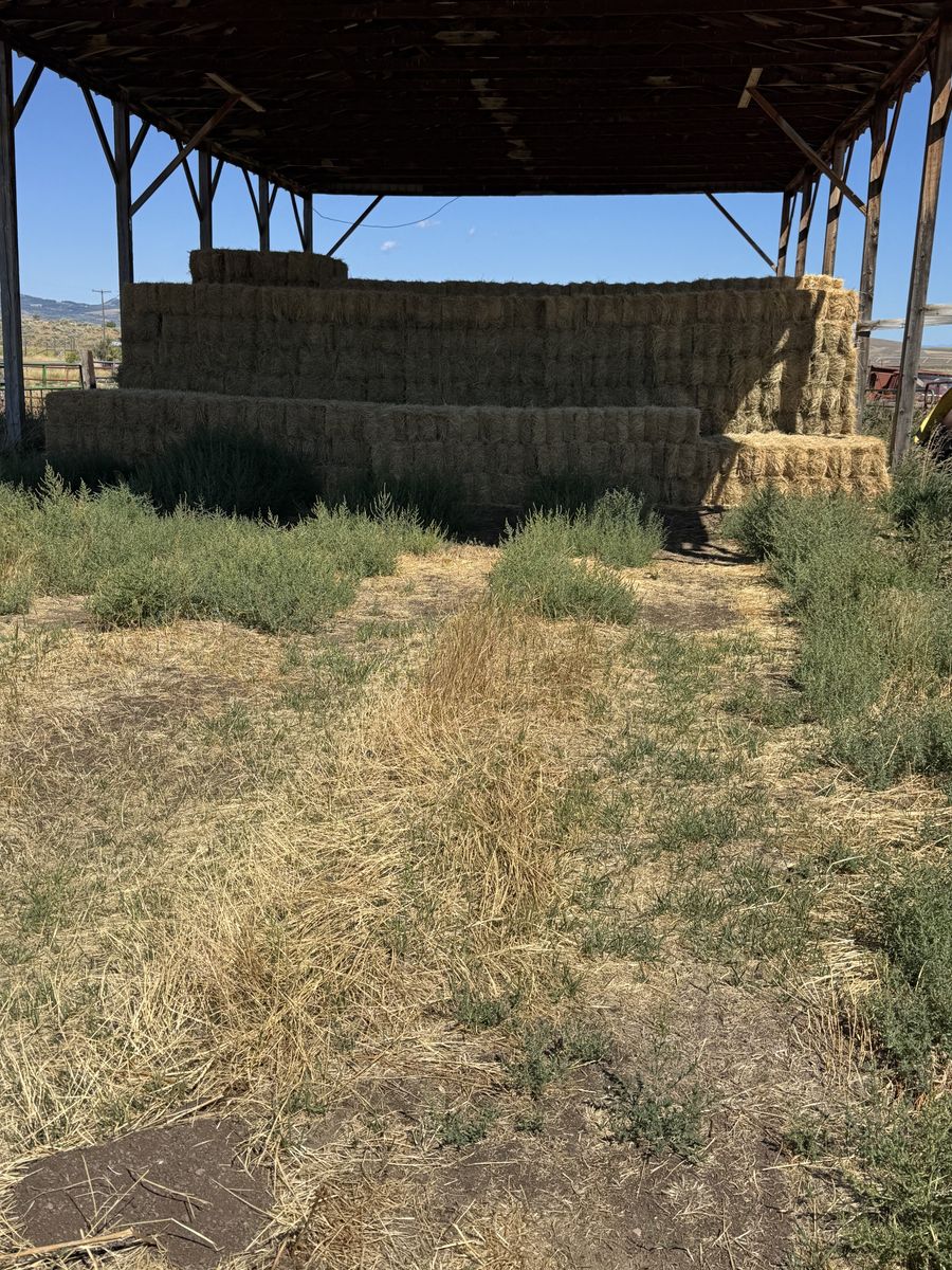 Small Bales for sale