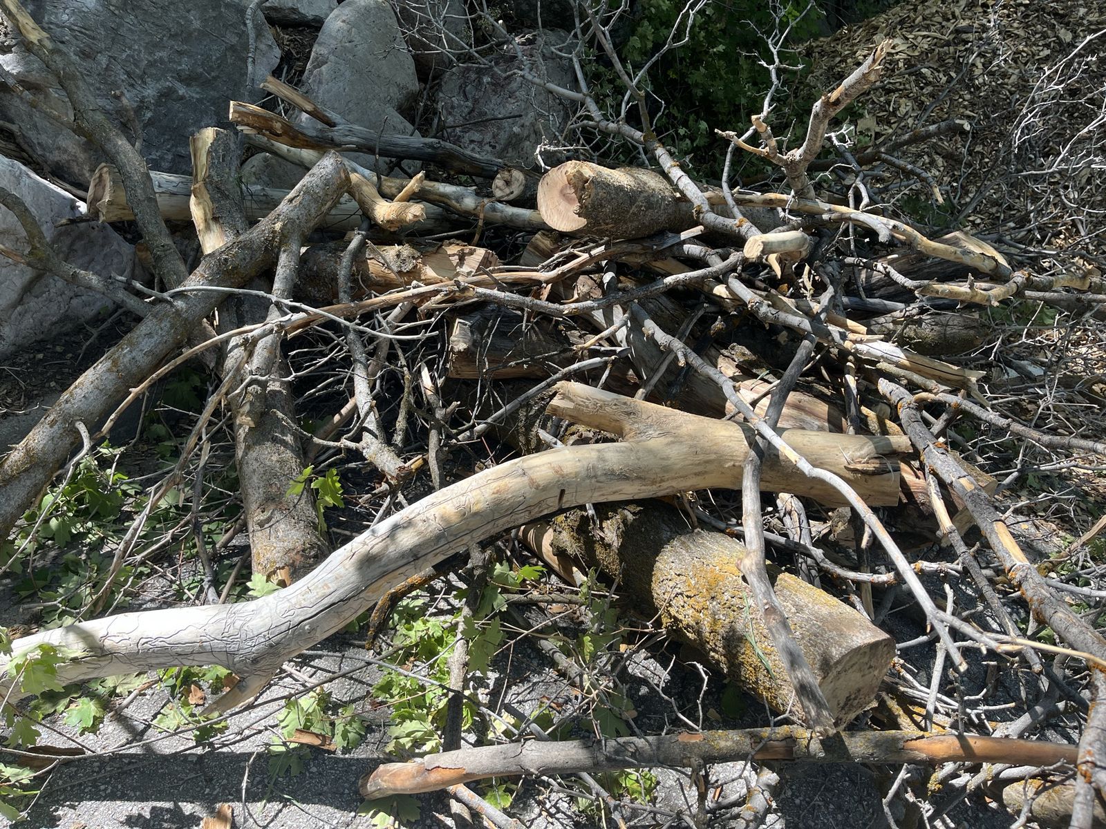 Free Firewood