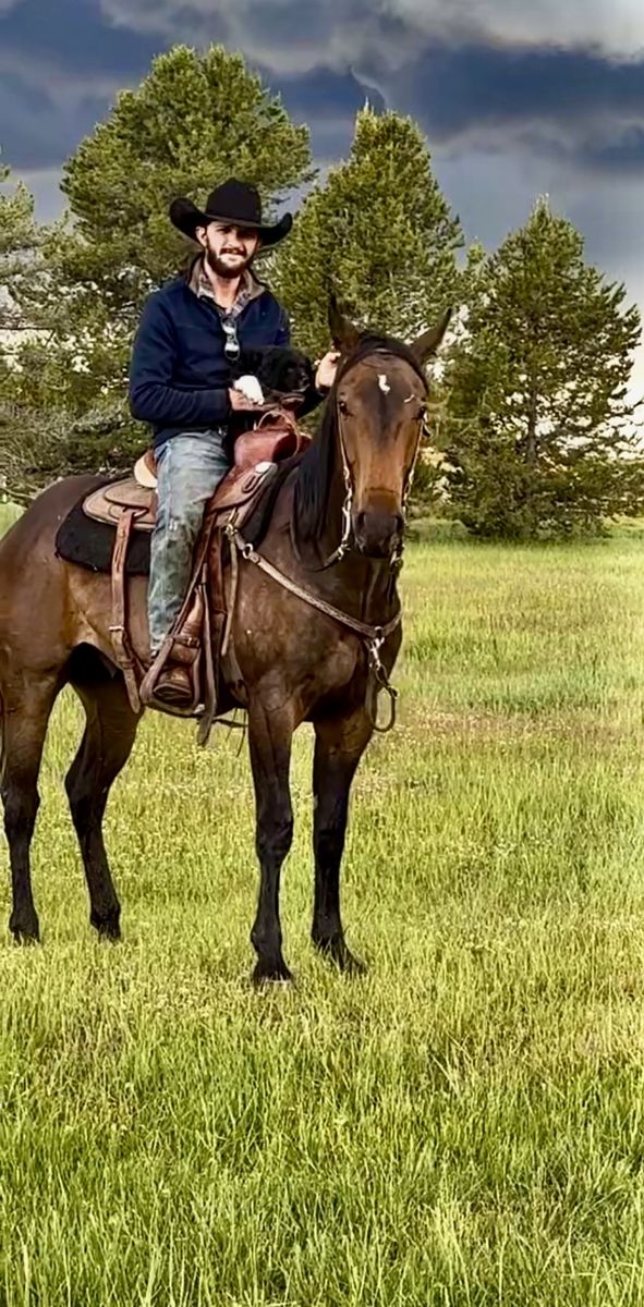 Anyone safe 2024 AQHA Gelding