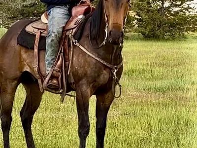 Anyone safe 2024 AQHA Gelding