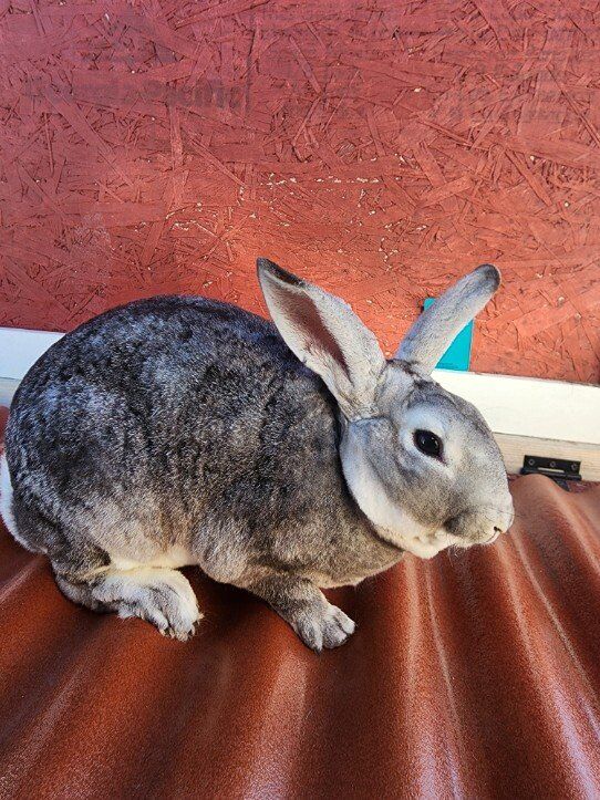 Purebred Chocolate Chinchilla Standard Rex Buck