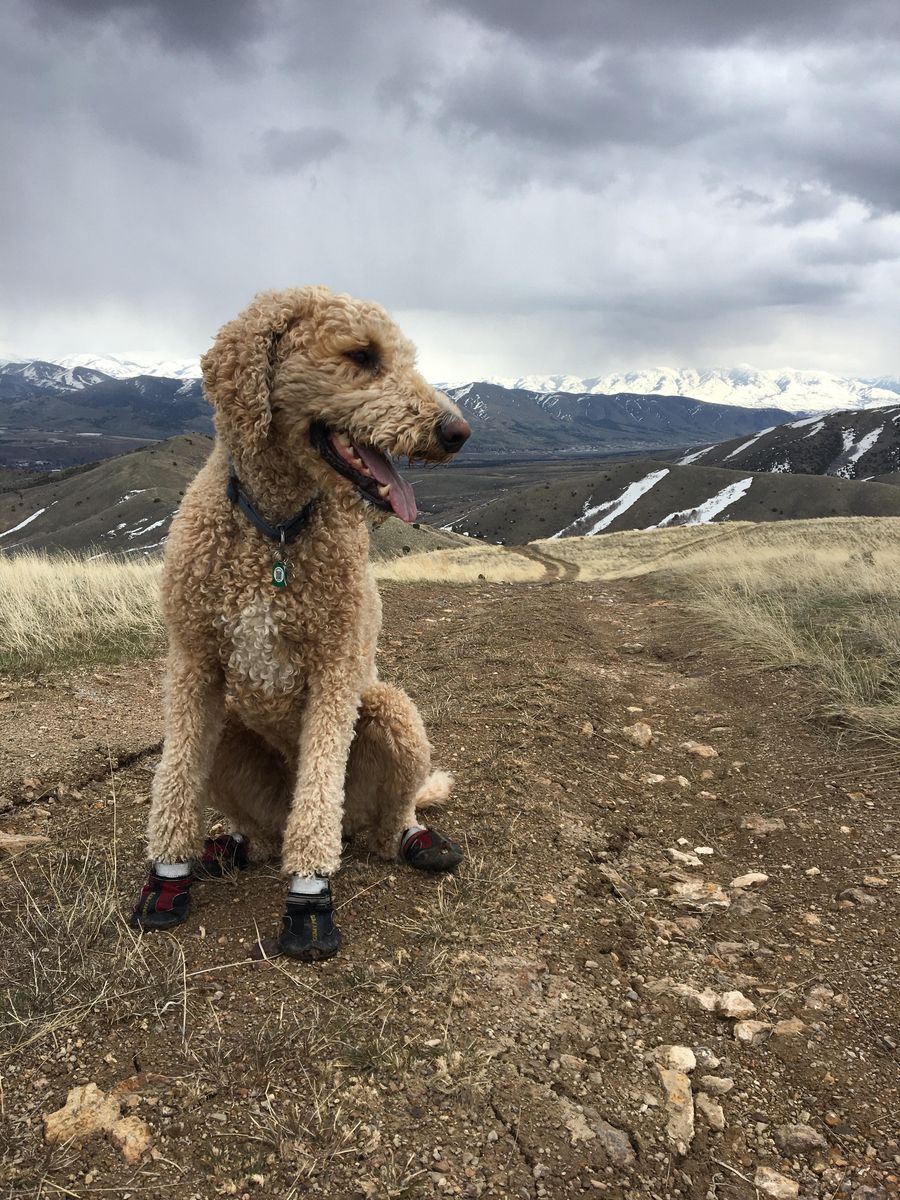 GOLDENDOODLE