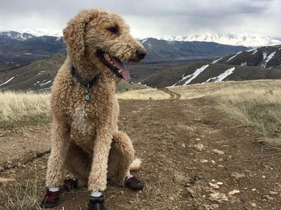 GOLDENDOODLE