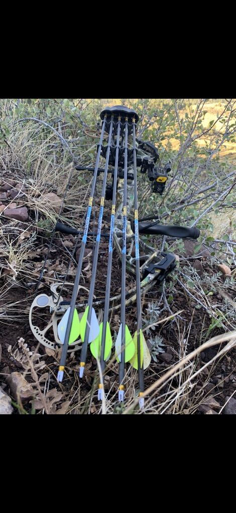 Bear Paradox Compound Bow