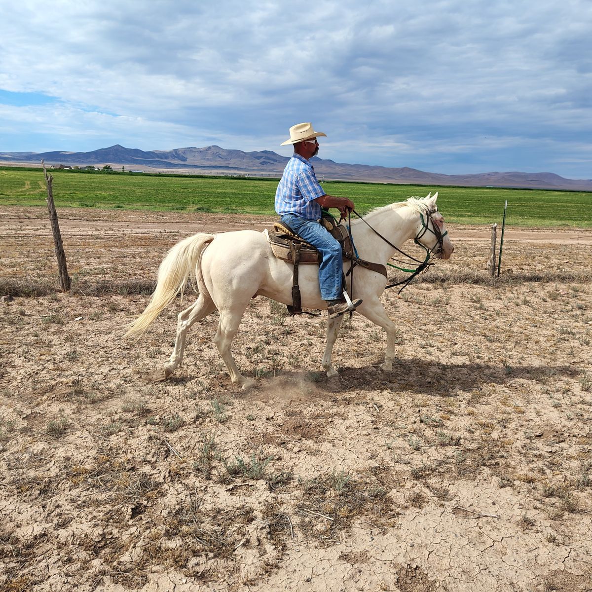 Cremello gelding