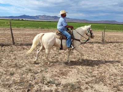 Cremello gelding