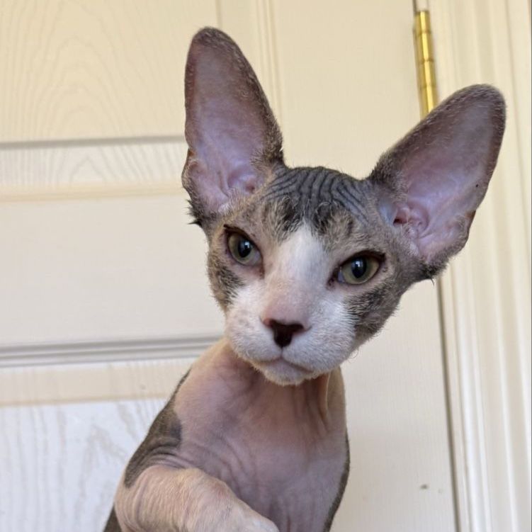 Sphynx Cat Hairless Feline Pet