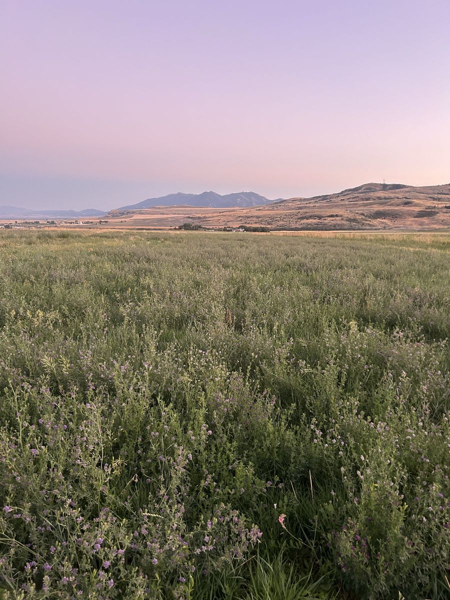 Looking for hay to cut