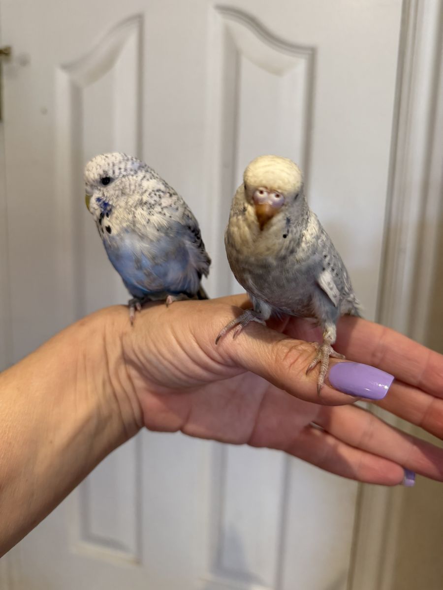 Handfed English Budgies