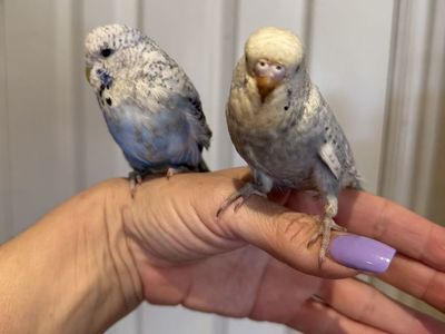 Handfed English Budgies