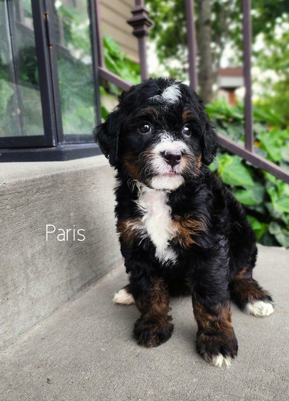 Tri-color Mini Bernrdoodle CRATE TRAINED