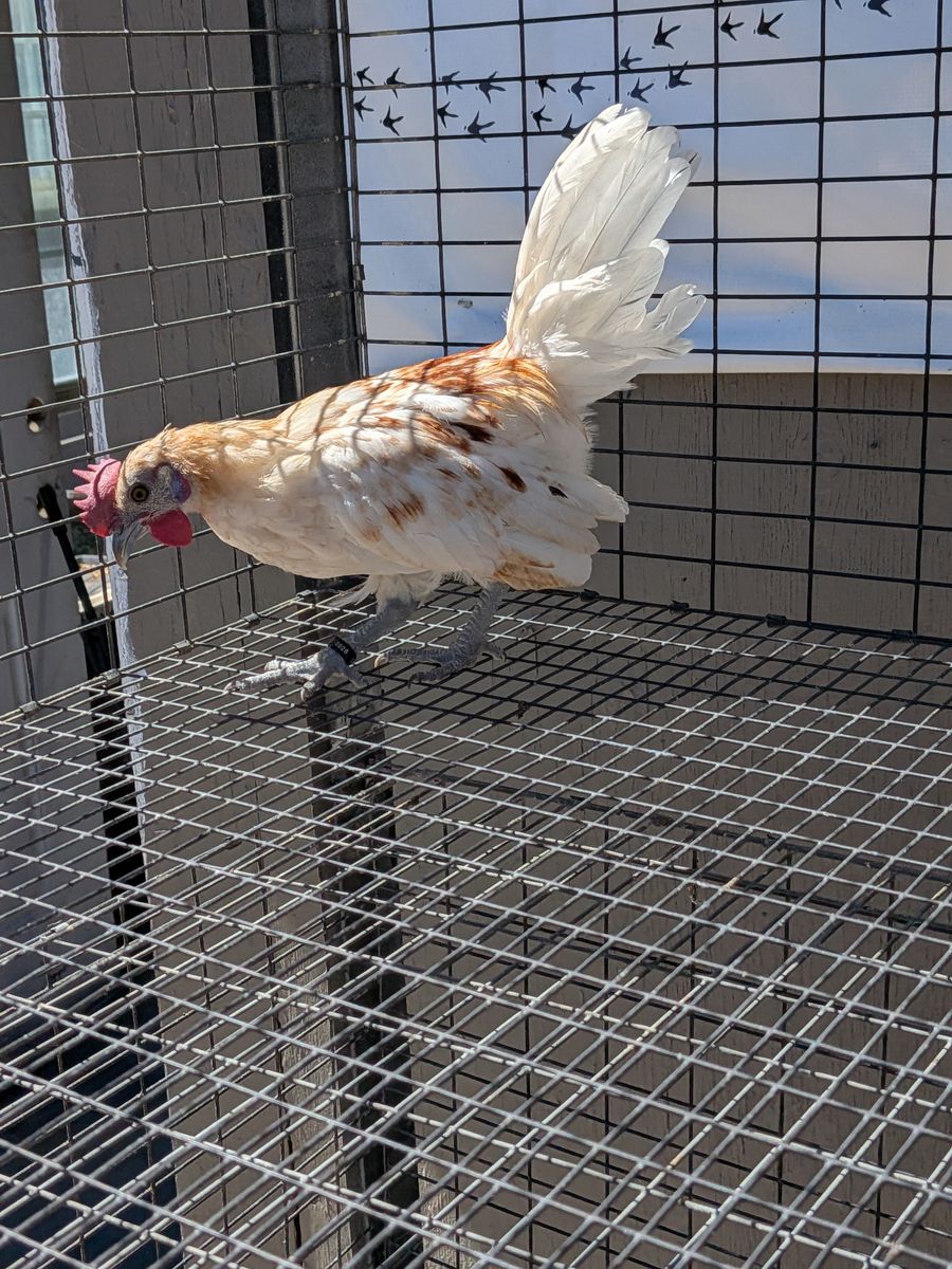 Beautiful and rare Azteca kikiriki cockerel kakhi mottled black skin