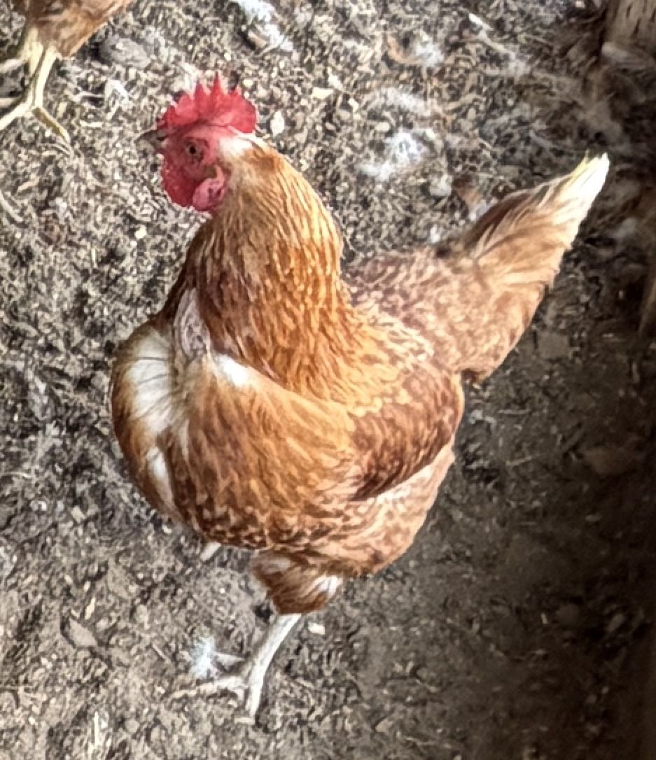 11 RED STAR (SEXLINK) LAYING HENS