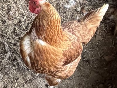 11 RED STAR (SEXLINK) LAYING HENS