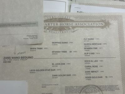 Aqha 2 year olds