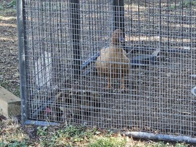 Baby ducks for Sale - Assorted Breeds, Healthy and Active