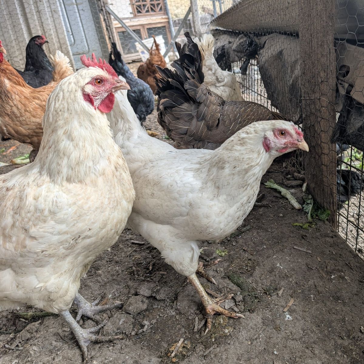 Very prolific young laying chickens