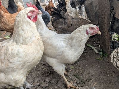 Very prolific young laying chickens