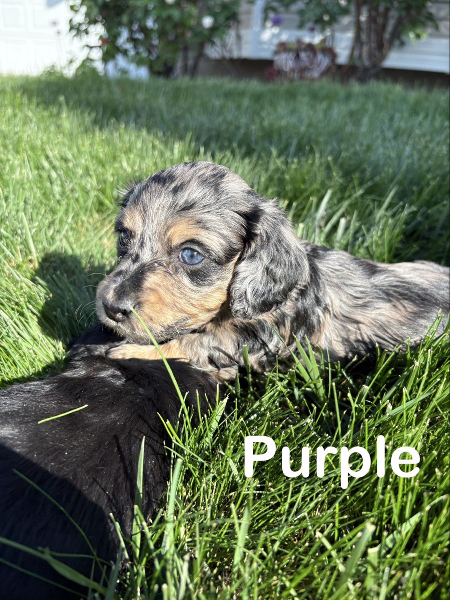 Miniature dachshund puppies